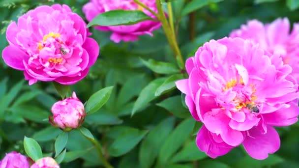 Pivoines Roses Fleuries Dans Jardin — Video