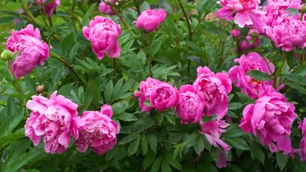 Flores Peonías Rosadas Jardín — Vídeo de stock