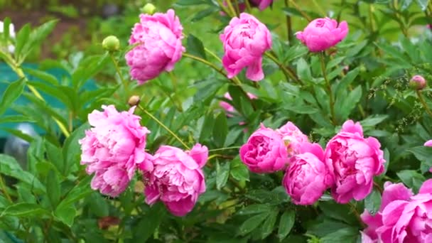 Pivoines Roses Fleuries Dans Jardin — Video