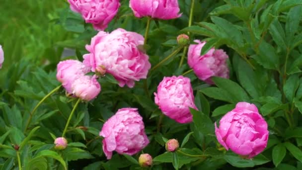 Blühen Rosa Pfingstrosen Garten — Stockvideo
