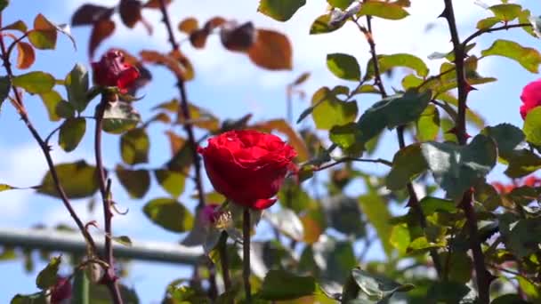 Flor Rosa Roja Jardín — Vídeo de stock