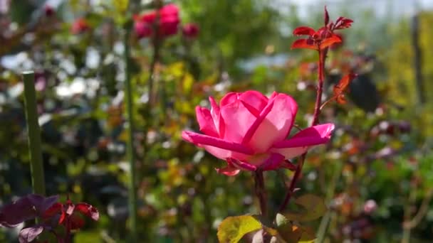 Flor Rosa Rosas Jardim — Vídeo de Stock