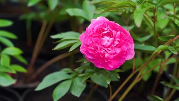 Blossom Ροζ Παιώνια Στον Κήπο — Αρχείο Βίντεο