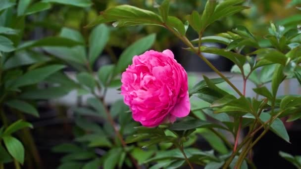 꽃피는 분홍색 조랑말 정원에 — 비디오