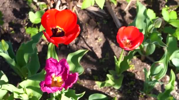 Flor Tulipas Vermelhas Jardim — Vídeo de Stock