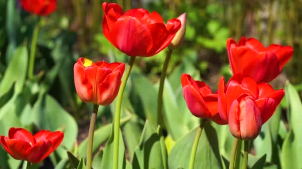 Flor Tulipanes Rojos Jardín — Vídeo de stock
