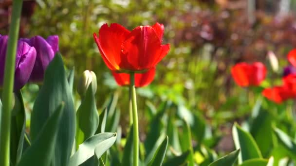 Des Tulipes Rouges Fleuries Dans Jardin — Video