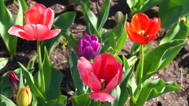 Blossom Red Tulips Garden — Stock Video