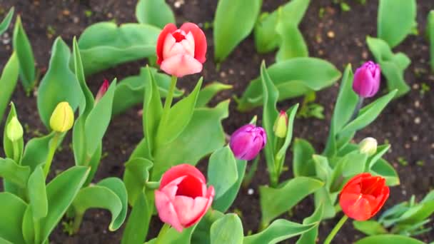 Blossom Red Tulips Garden — Stock Video