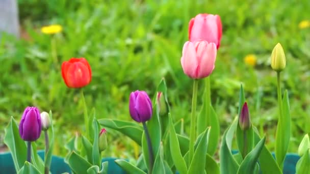 Bahçede Çiçek Açan Kırmızı Laleler — Stok video