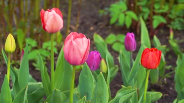 Des Tulipes Roses Fleuries Dans Jardin — Video