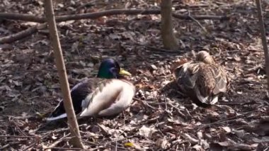 Drake ve bir ördek gölde güneşleniyor.