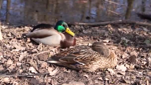 Drake Och Anka Solen Sjön — Stockvideo