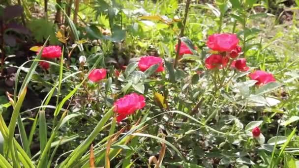 Blossom Red Rose Garden — Stock Video