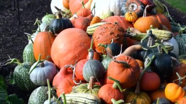 Kew Gardens Balkabağı Sergisi 2021 çarpıcı görüntü.