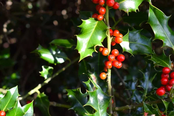 Holly tree red berries in a sunlit forest.