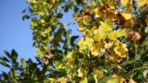枫树明秋蓝天上的叶子闭合在一起 — 图库视频影像