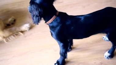 İki aktif Spaniel yavrusu evde birbirleriyle oynuyorlar..
