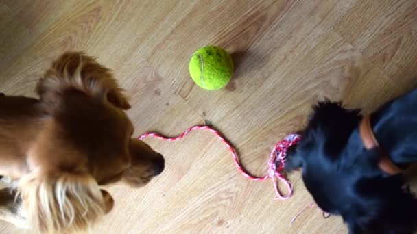 활동적 스페인 강아지 마리가 집에서 놀이를 — 비디오