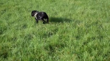  Spaniel köpek yavrusu yeşil parkta bir top arıyor..