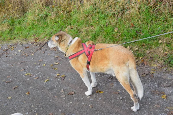 Gammal Hund Bär Sele Promenad — Stockfoto