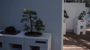 Brisbane botanik bahçesindeki Bonsai ağaç sergisi Avustralya 'da farklı ağaç türleriyle.