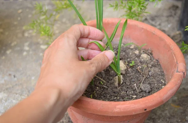 用女性的手种植大蒜 — 图库照片