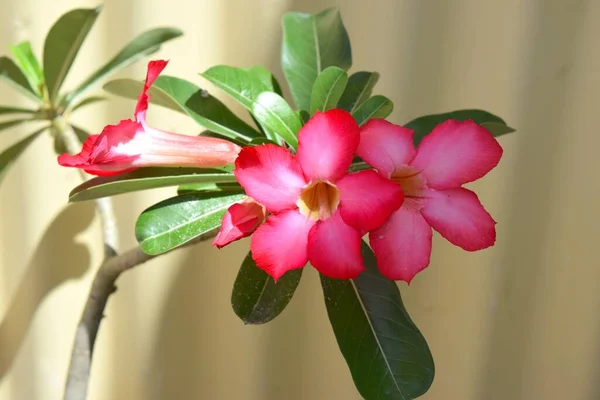 Gyönyörű Trópusi Virág Közelben — Stock Fotó