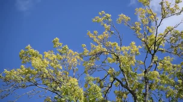 Hermosas Ramas Árboles Moviéndose Sobre Fondo Azul Cielo Cámara Lenta — Vídeos de Stock