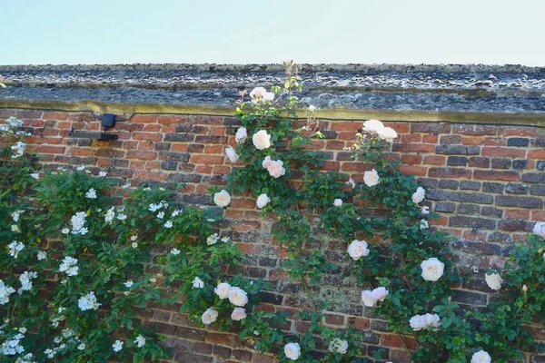 Rózsa Virágzik Napfényes Kertben Angliában — Stock Fotó