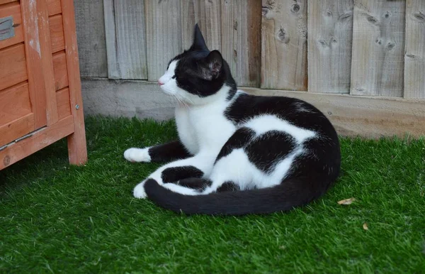 Roztomilá Černá Bílá Kočka Odpočívá Trávě Zahradě — Stock fotografie