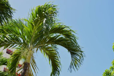 Mavi gökyüzü arka planında palmiye ağacı.