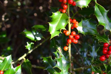 Bright Holly tree red berries in sunlit Winter forest.