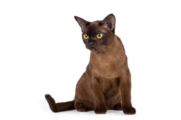 Burmese cat on white background — Stock Photo, Image