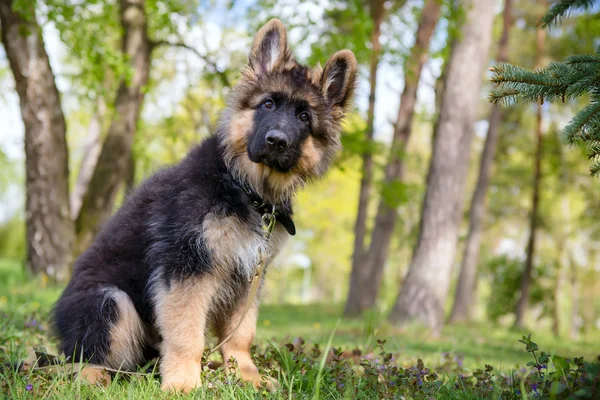 Neugieriger kleiner Welpe — Stockfoto