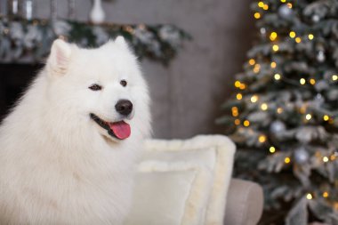 Beyaz kabarık tüylü, güzel samozlu bir kanepe üzerinde renkli ışıklarla bir Noel ağacının arka planında oturuyor.