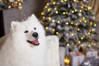 Beyaz kabarık tüylü, güzel samozlu bir kanepe üzerinde renkli ışıklarla bir Noel ağacının arka planında oturuyor.