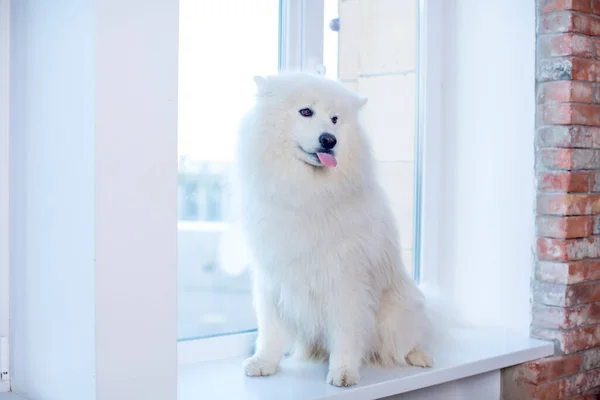 Симпатичний Білий Пухнастий Самогубство Собака Сидить Підвіконні Приміщенні Показує Язик — стокове фото