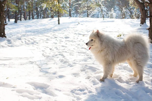 Retrato Perro Samoyedo Parado Nieve Bosque Coníferas Sol —  Fotos de Stock