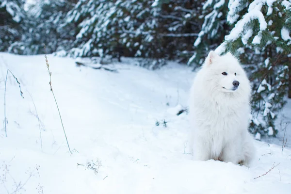 Portrait Samoyed Dog Sitting Snow Coniferous Forest — Stock Photo, Image