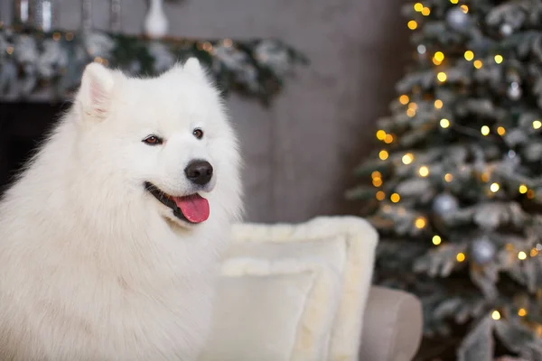 Blanco Mullido Hermoso Samoyed Sienta Sofá Contra Fondo Árbol Navidad —  Fotos de Stock