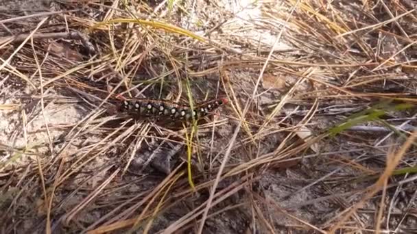 Uma Lagarta Enorme Multicolorida Incrivelmente Bonita Falcão Euphorbia Com Chifre — Vídeo de Stock