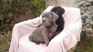 Gri ve siyah renkli iki sevimli yavru Cane Corso, bahçede pembe bir yatak örtüsünün üzerinde oturuyor.