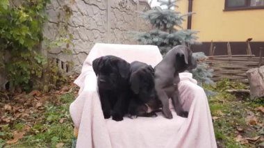 Üç sevimli köpek yavrusu, Cane Corso, gri ve iki siyah, bahçede pembe bir yatak örtüsünde oturuyorlar.
