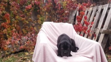 Küçük şirin siyah Cane Corso köpeği bahçede pembe bir ekose üzerinde bir sandalyede kestiriyor.