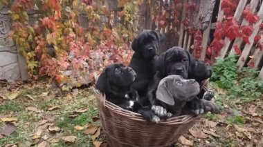 Beş sevimli köpek yavrusu Cane Corso - gri ve dört siyah hasır bir sepetin içinde, arka planda çok renkli yabani üzümlere karşı oturuyorlar.
