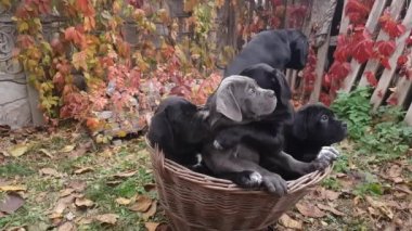 Beş sevimli köpek yavrusu Cane Corso - gri ve dört siyah hasır bir sepetin içinde, arka planda çok renkli yabani üzümlere karşı oturuyorlar.