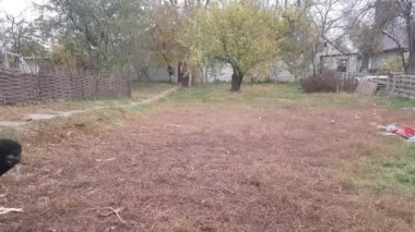Sahibi evcil hayvanını eğitiyor. Dev bir köpek. Erkek Cane Corso. Ona bir sopa fırlattı. Köpek geri getiriyor.