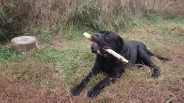 Yetişkin erkek Cane Corso bahçedeki çimlerin üzerinde bir sopa kemiriyor.
