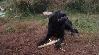 Çimenlerin üzerinde kemirilmiş bir sopa ve havlayan iri siyah bir erkek Cane Corso var.